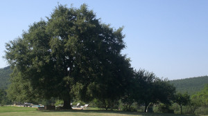 sfondo